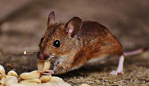 24 Hour & Emergency Exterminators in Medford, MA